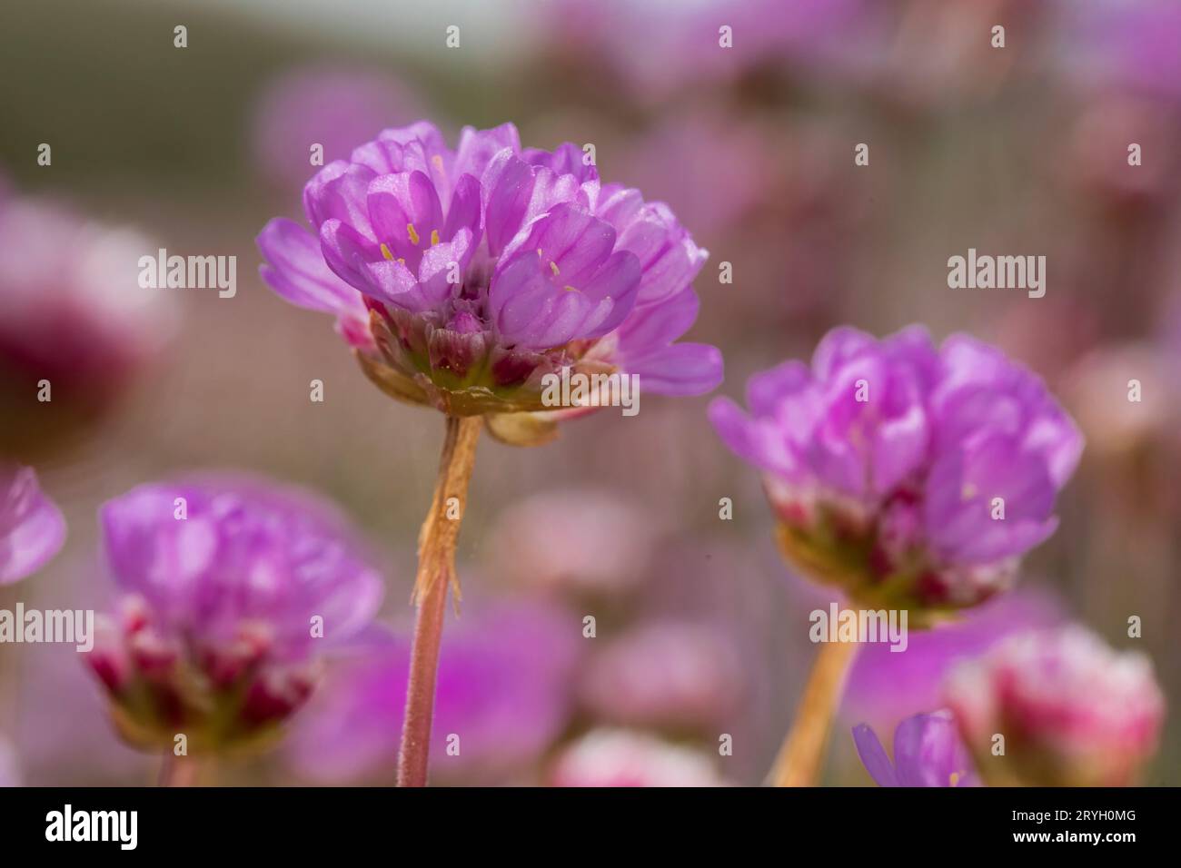 Friche (Armeria maritima) gros plan des têtes de fleurs. Aber Dysynni, Gwynedd, pays de Galles. Mai. Banque D'Images