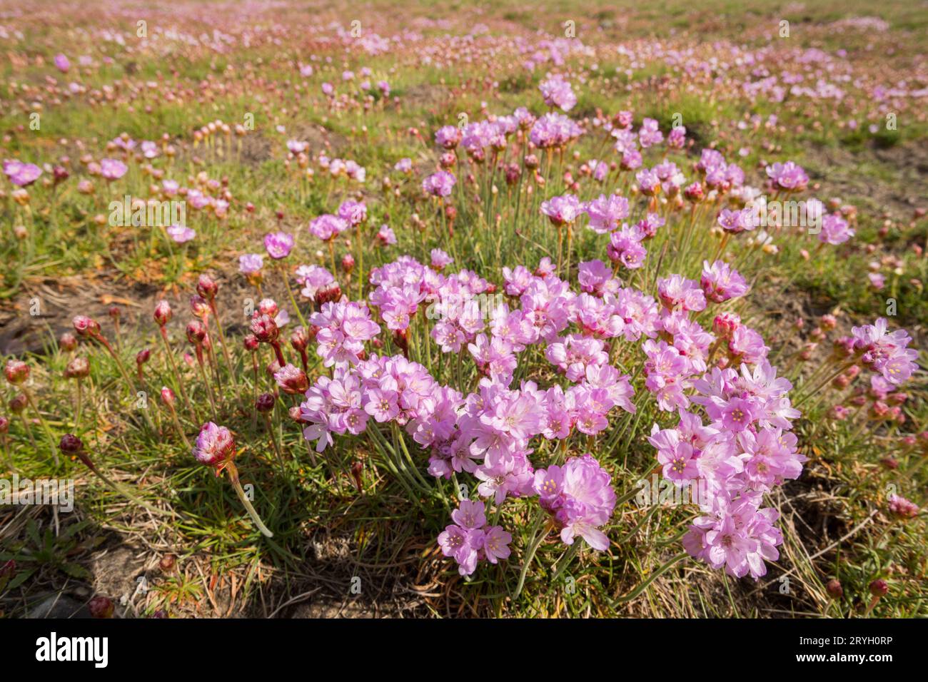 Friche (Armeria maritima) fleurissant sur bardeau derrière une plage. Aber Dysynni, Gwynedd, pays de Galles. Mai. Banque D'Images