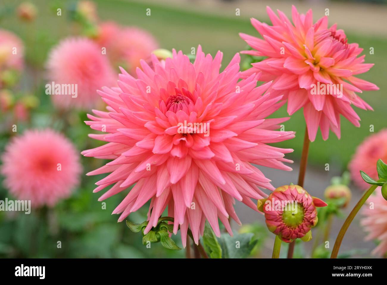 Cactus dahlia rose corail 'polventon phyllis' en fleur. Banque D'Images