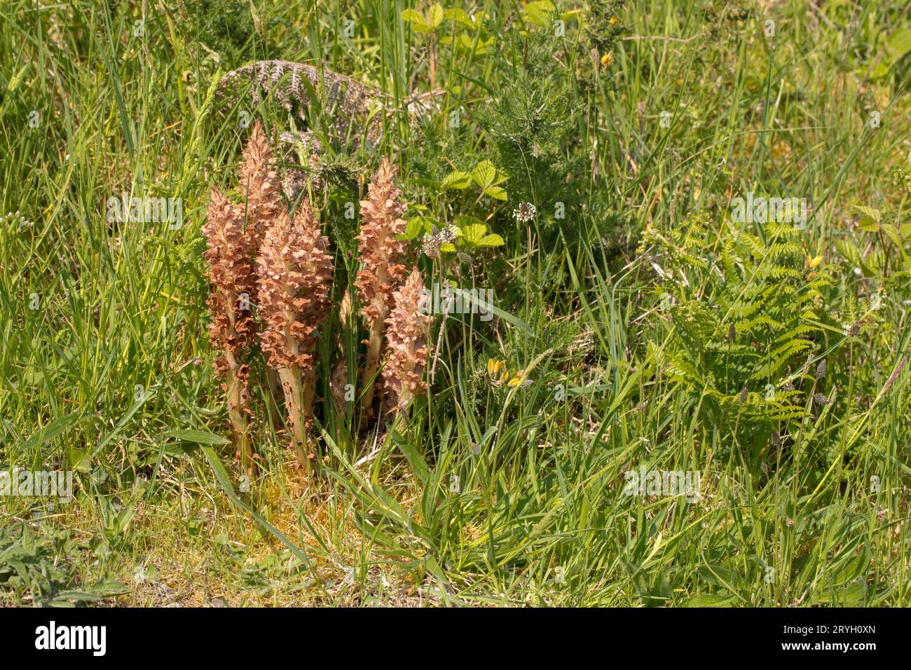 Groupe de tiges florales du Grand Rapa-make (Orobanche rapum-genistae) poussant avec Gorse, la plante hôte. Carmarthenshire, pays de Galles. Mai. Banque D'Images