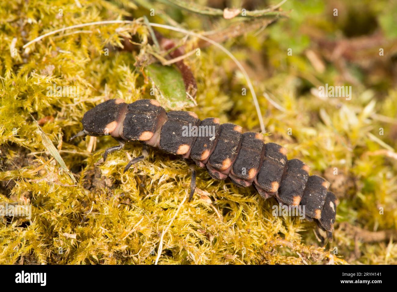 Ver lucide (Lampyris noctiluca), larve sur mousse. Carmarthenshire, pays de Galles. Mai. Banque D'Images