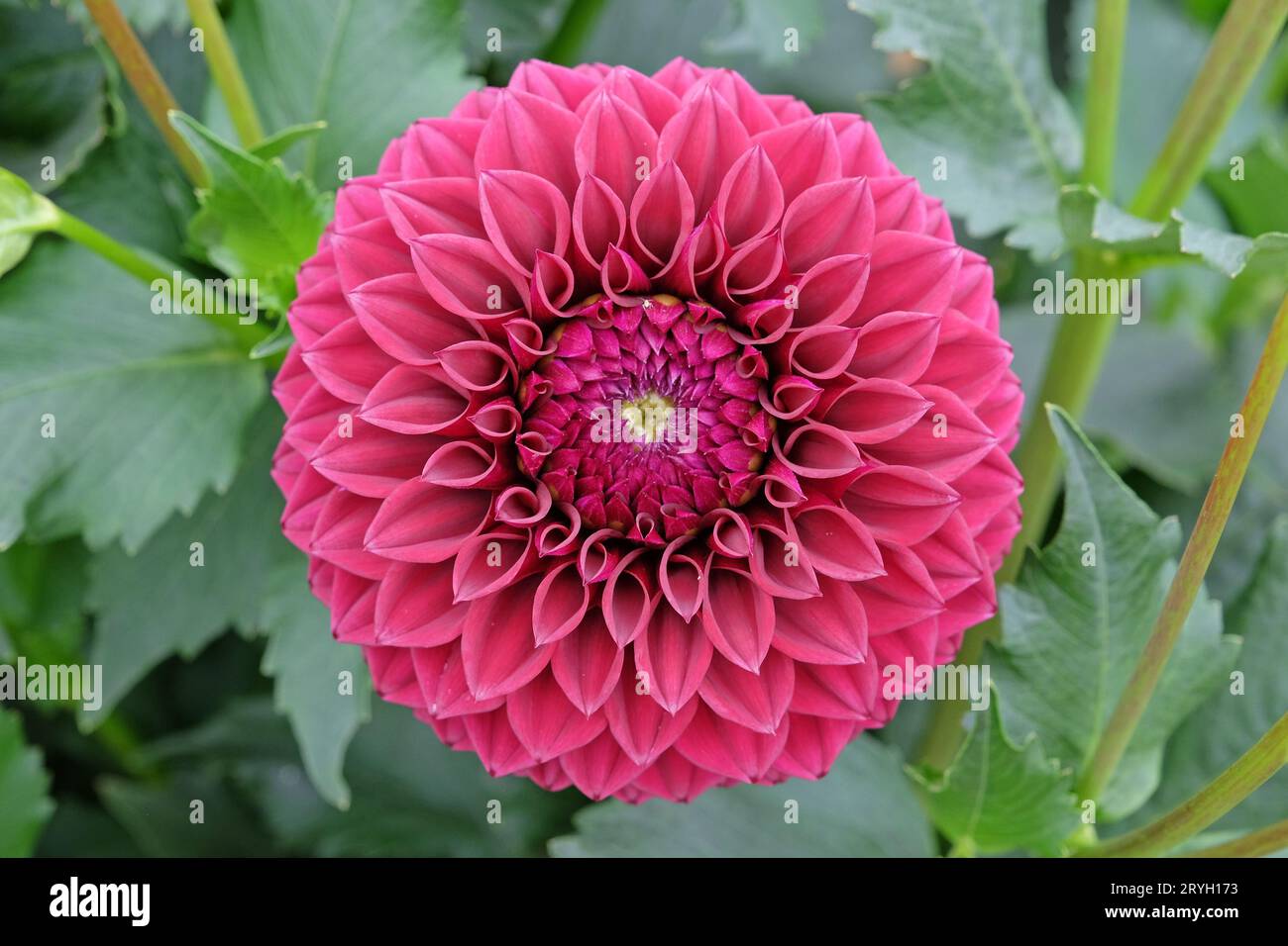 Boule rouge violette dahlia 'Blyton Red Ace' en fleur. Banque D'Images