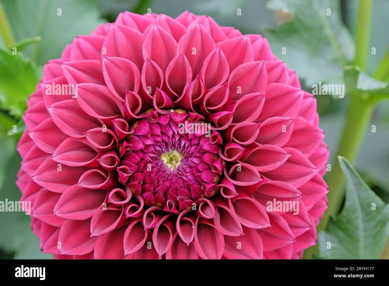 Boule rouge violette dahlia 'Blyton Red Ace' en fleur. Banque D'Images