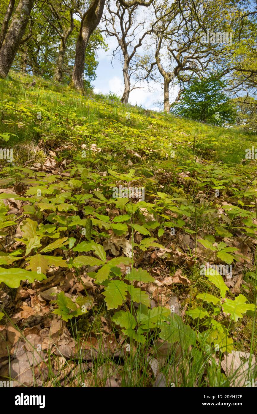 Semis de chênes sessiles (Quercus petraea) poussant en pleine forêt. Powys, pays de Galles. Mai. Banque D'Images