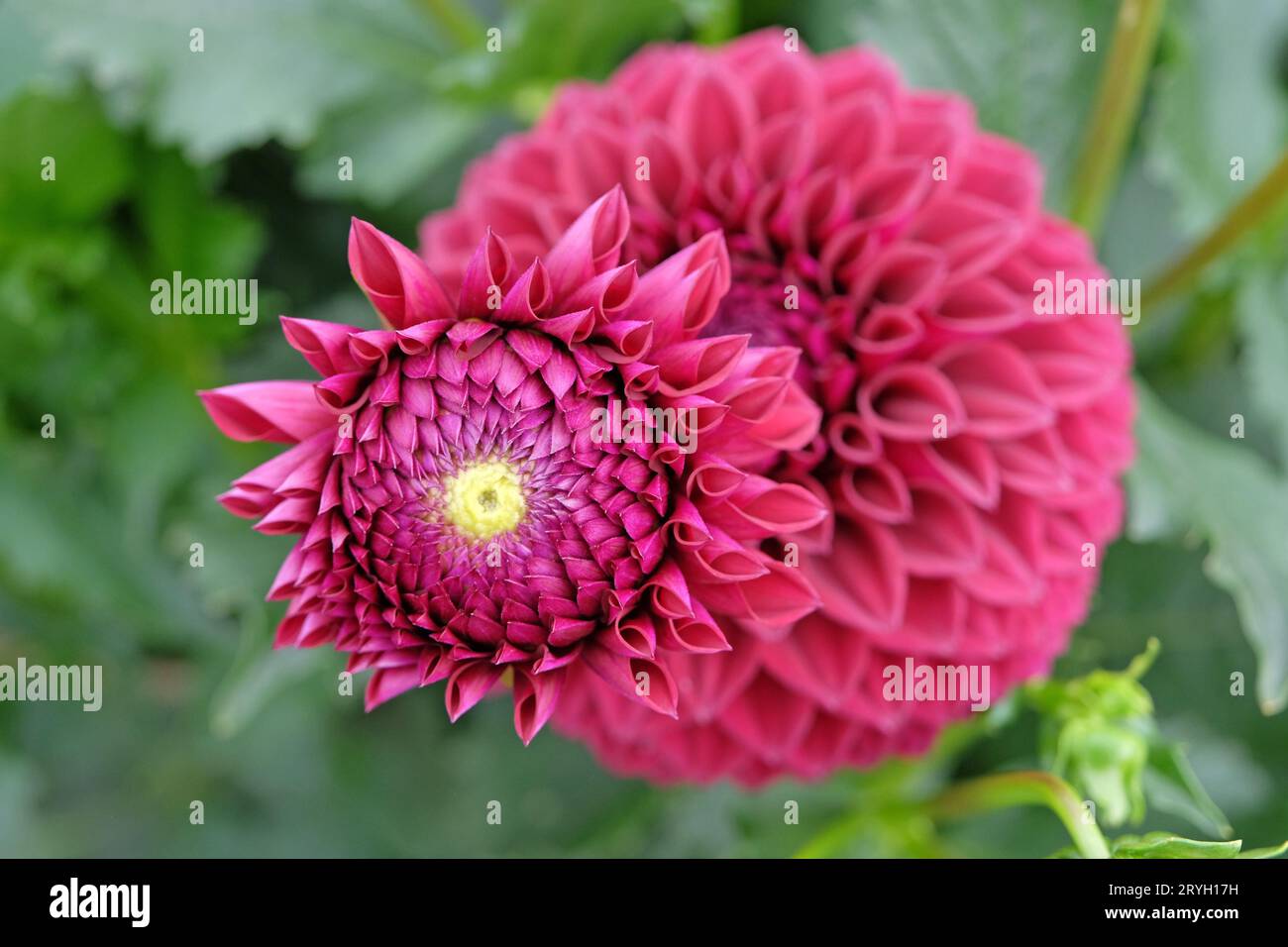 Boule rouge violette dahlia 'Blyton Red Ace' en fleur. Banque D'Images