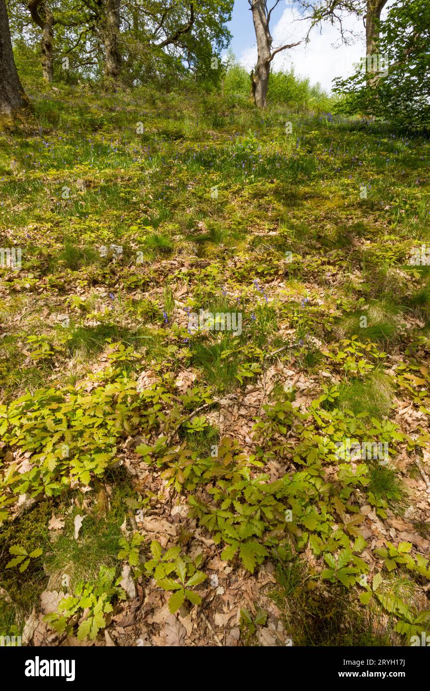 Semis de chênes sessiles (Quercus petraea) poussant en pleine forêt. Powys, pays de Galles. Mai. Banque D'Images