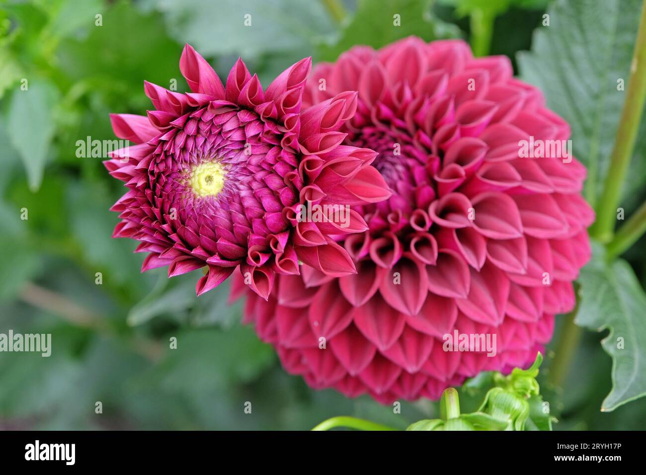 Boule rouge violette dahlia 'Blyton Red Ace' en fleur. Banque D'Images