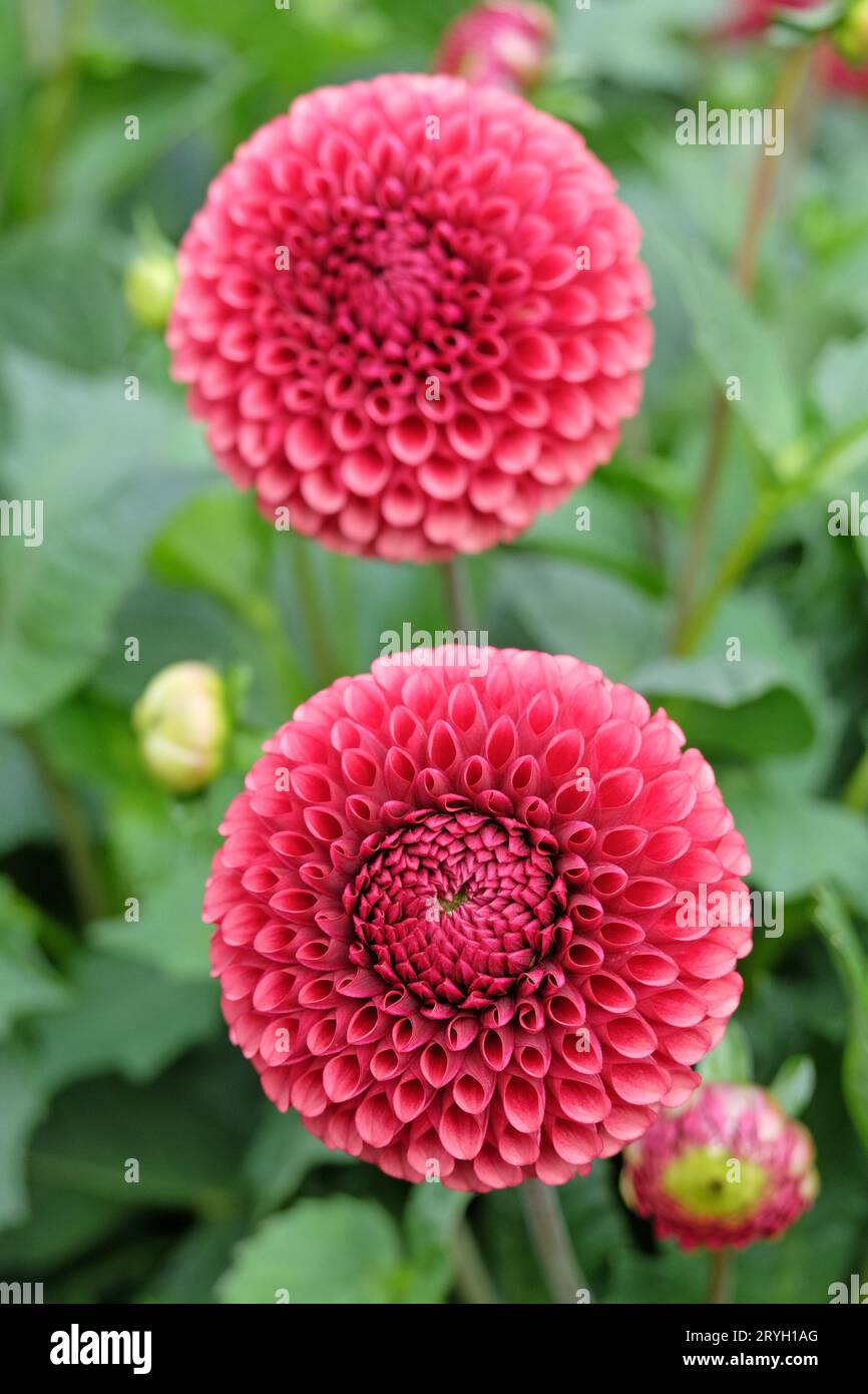 Boule pompon orange brûlé dahlia 'Copperboy' en fleur. Banque D'Images