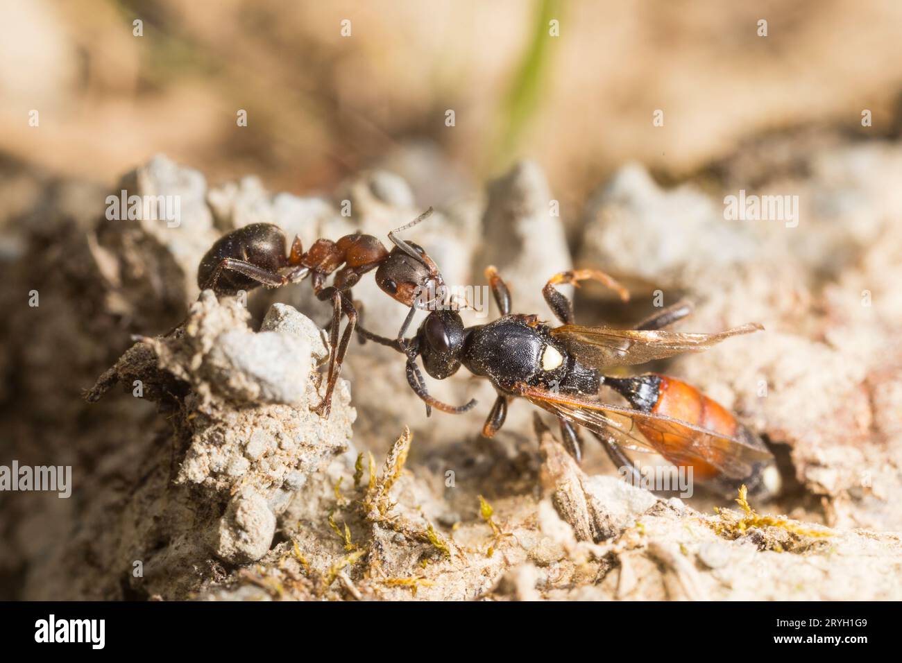 Travailleur de fourmis de bois poilu (Formica lugubris) traînant une guêpe ichneumon morte récupérée vers le nid. Shropshire. Angleterre. Mai. Banque D'Images