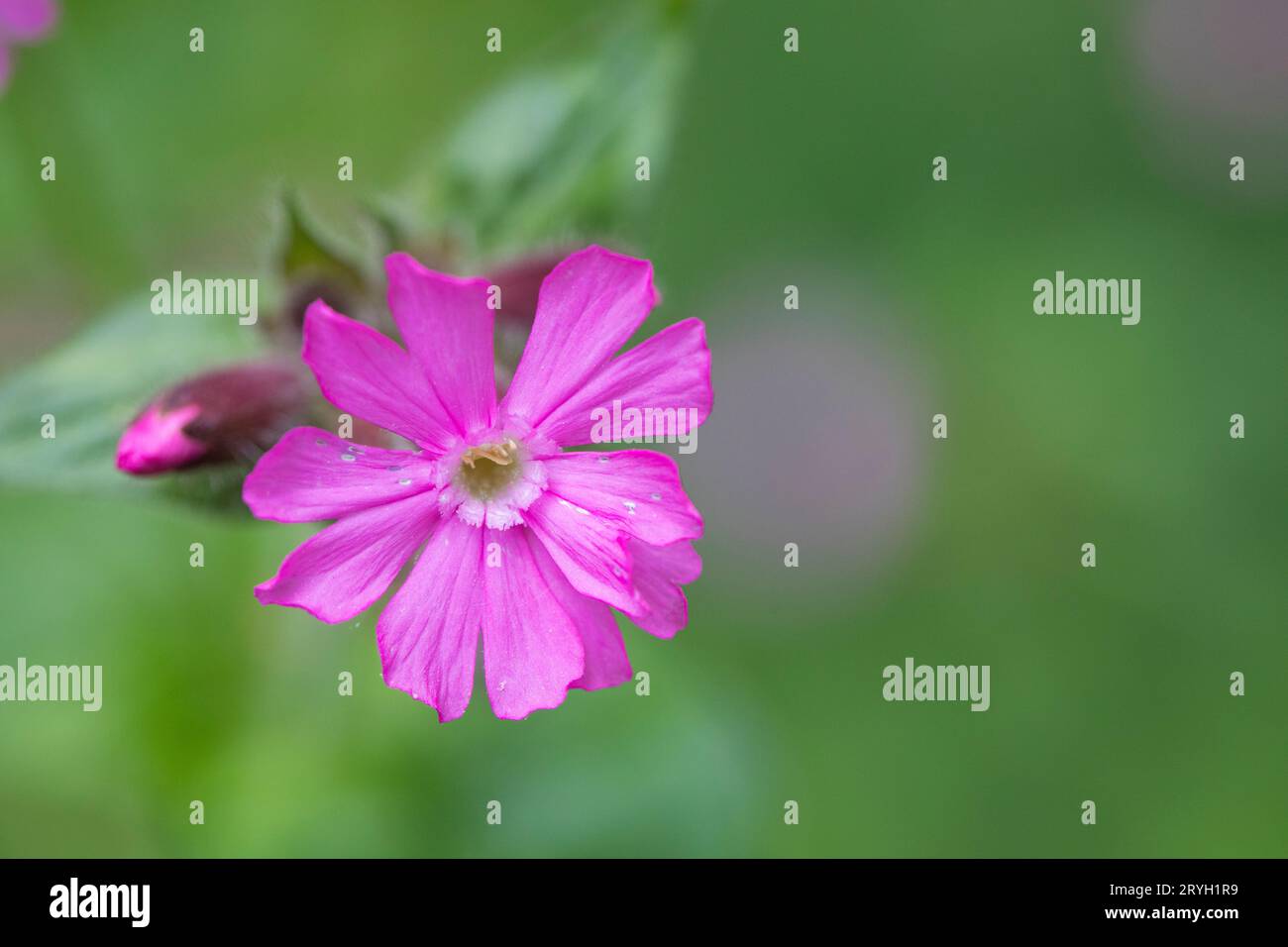 Fleur de campion rouge (Silene dioica). Powys, pays de Galles. Mai. Banque D'Images