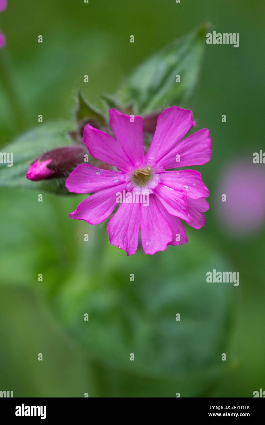 Fleur de campion rouge (Silene dioica). Powys, pays de Galles. Mai. Banque D'Images