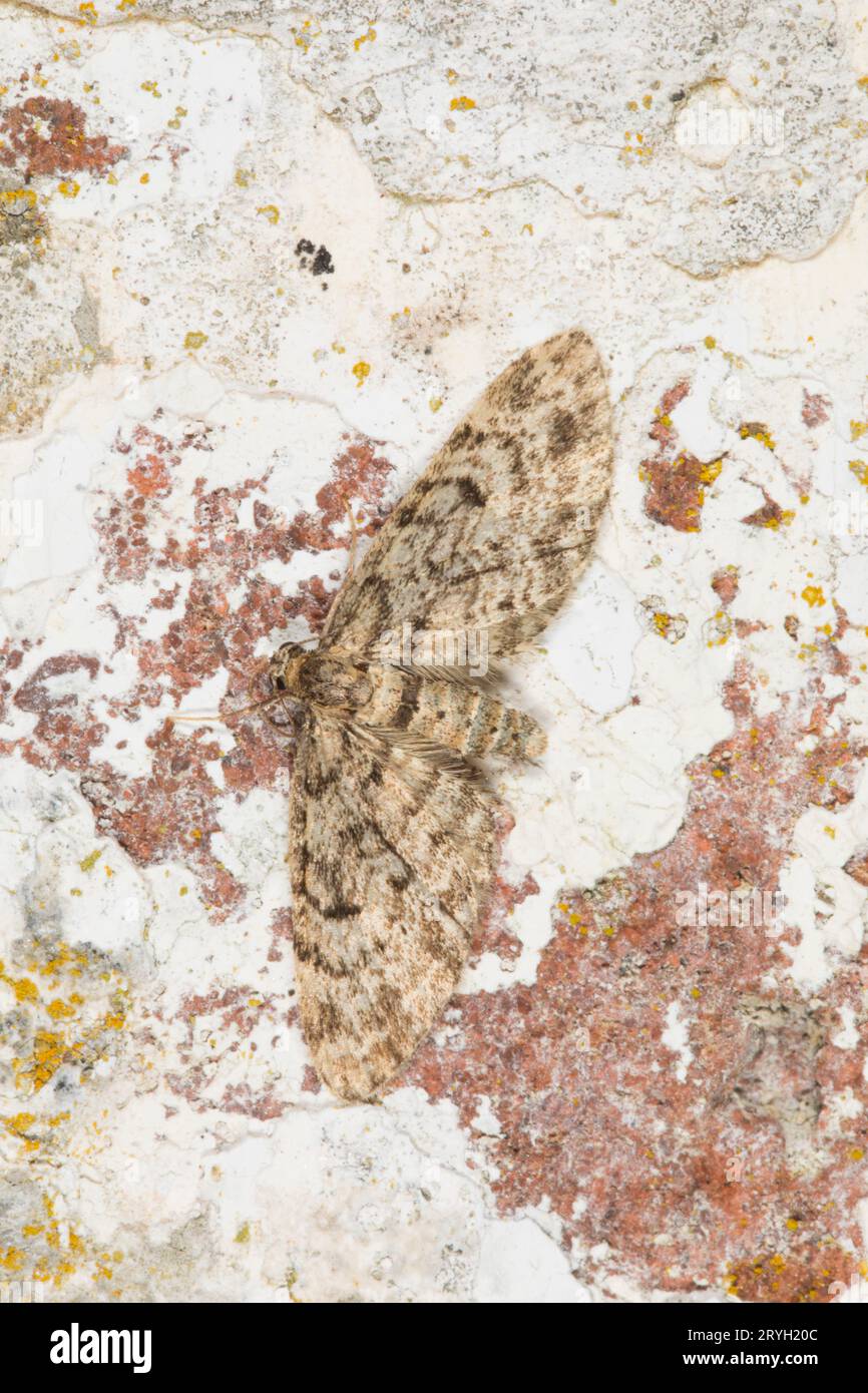 Papillon de chêne (Eupithecia dodoneata) reposant sur un mur. Powys, pays de Galles, juin. Banque D'Images