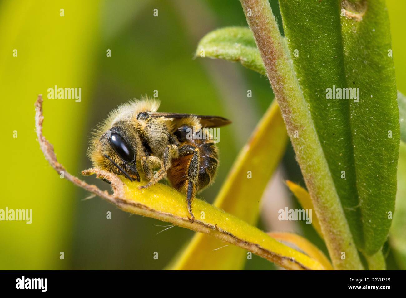 Femelle Mason Bee (Osmia leaiana) ventilée orange recueillant des feuilles mâchées pour fabriquer ses cellules de nid. Powys, pays de Galles. Juin. Banque D'Images