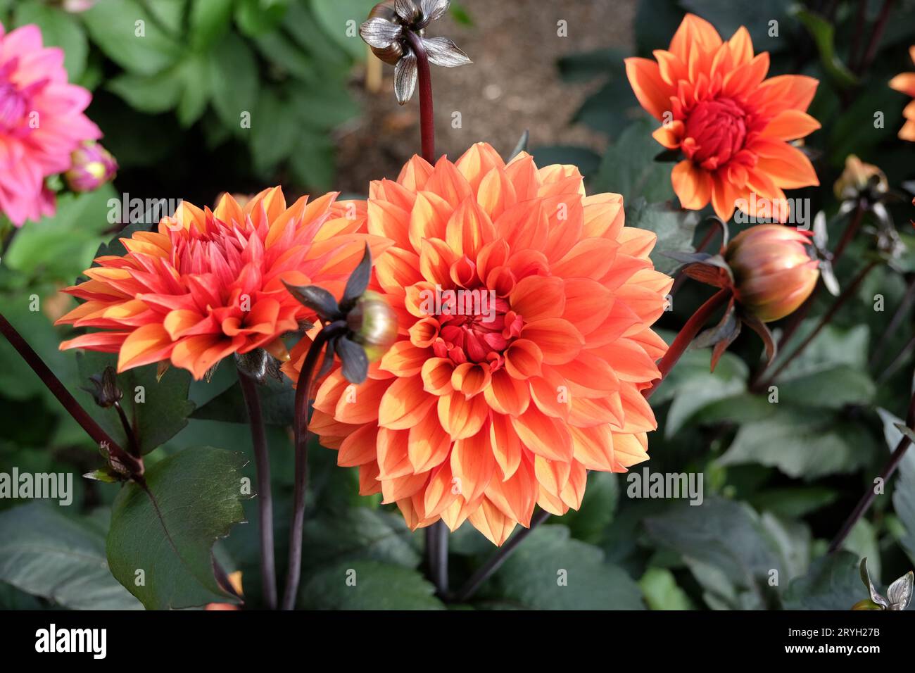 Grande dahlia décorative orange 'Miss Trucella' en fleur. Banque D'Images