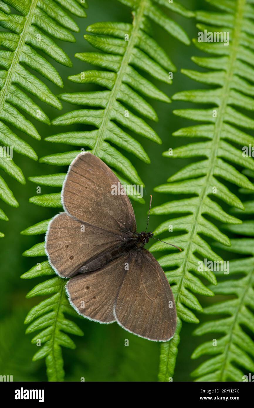 Papillon Ringlet (Aphantopus hyperantus) se prélassant sur une fronde bracken. Powys, pays de Galles. Juin. Banque D'Images