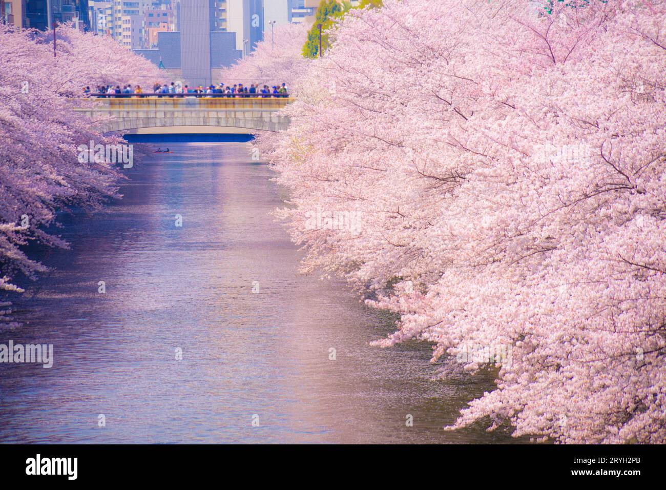 Cerisiers en fleurs dans la rivière Meguro en pleine floraison Banque D'Images
