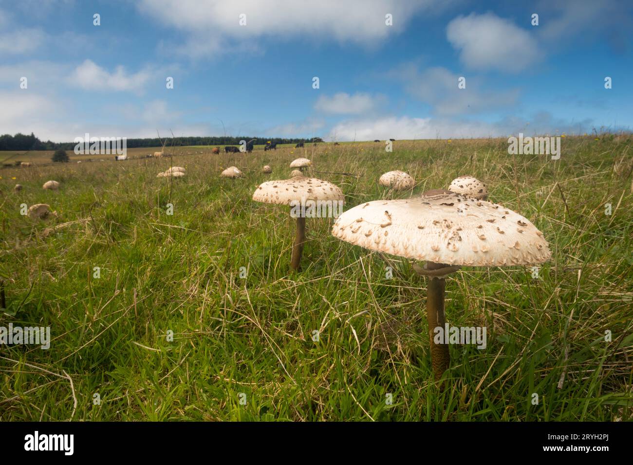 Champignon parasol (Macrolepiota procera) fructification dans les prairies sur une ferme biologique. Powys, pays de Galles. Juillet. Banque D'Images