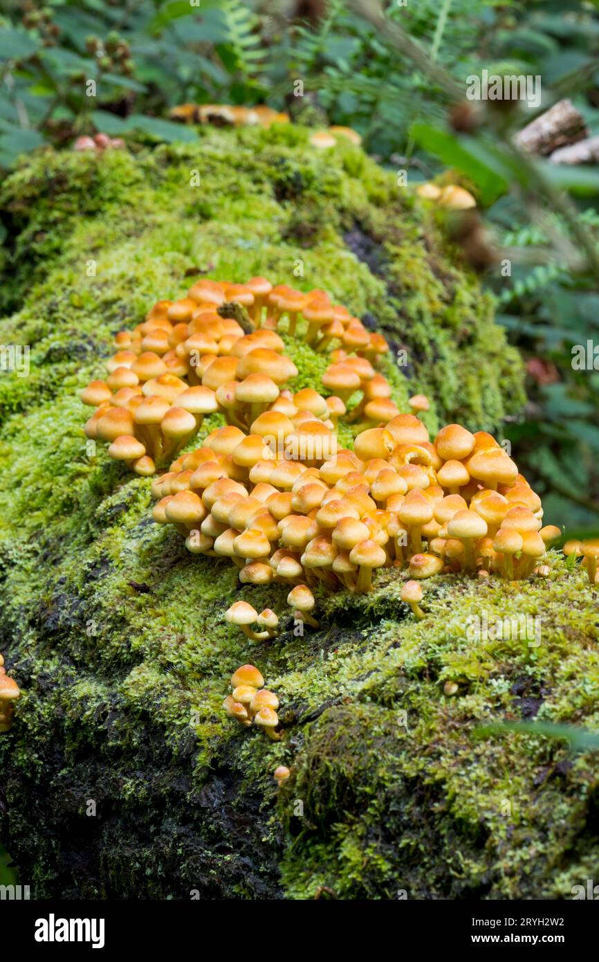 Champignons de touffe de soufre (Hypholoma fasciculare) masse de fructifications poussant sur le tronc d'un chêne tombé. Powys, pays de Galles. Août. Banque D'Images