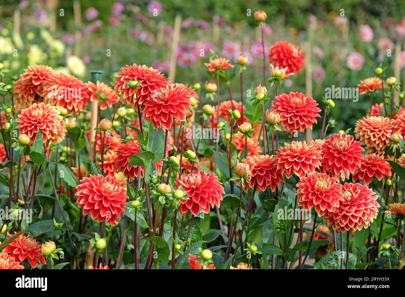 Rouge et jaune décoratif Dahlia 'Bettina Verbeek' en fleur. Banque D'Images