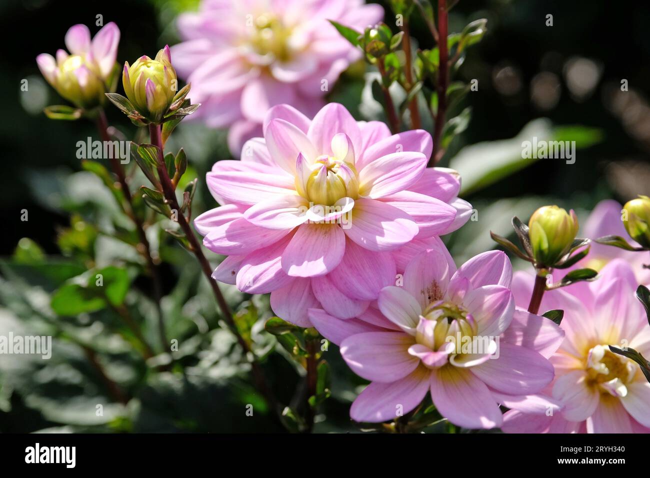 Lilas violet et blanc petit double décoratif Dahlia 'Pacific Jewel' en fleur. Banque D'Images