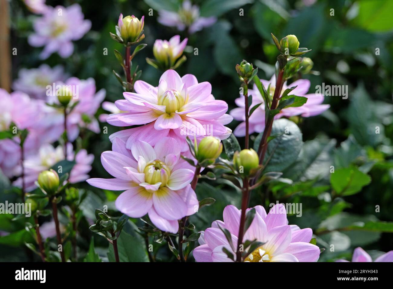 Lilas violet et blanc petit double décoratif Dahlia 'Pacific Jewel' en fleur. Banque D'Images
