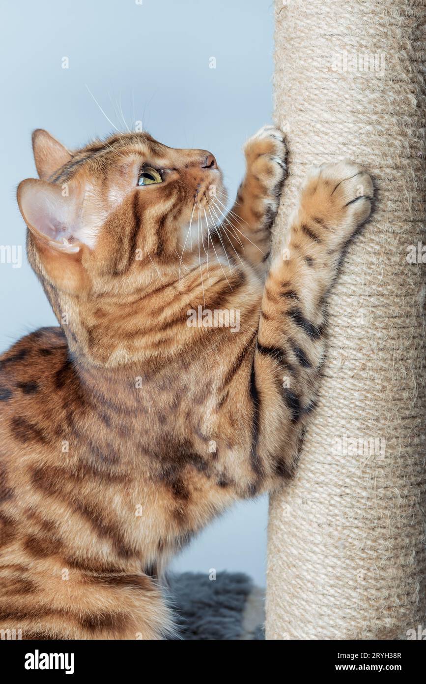 Chat bengal shorthair rouge gratte un poteau brun. Banque D'Images