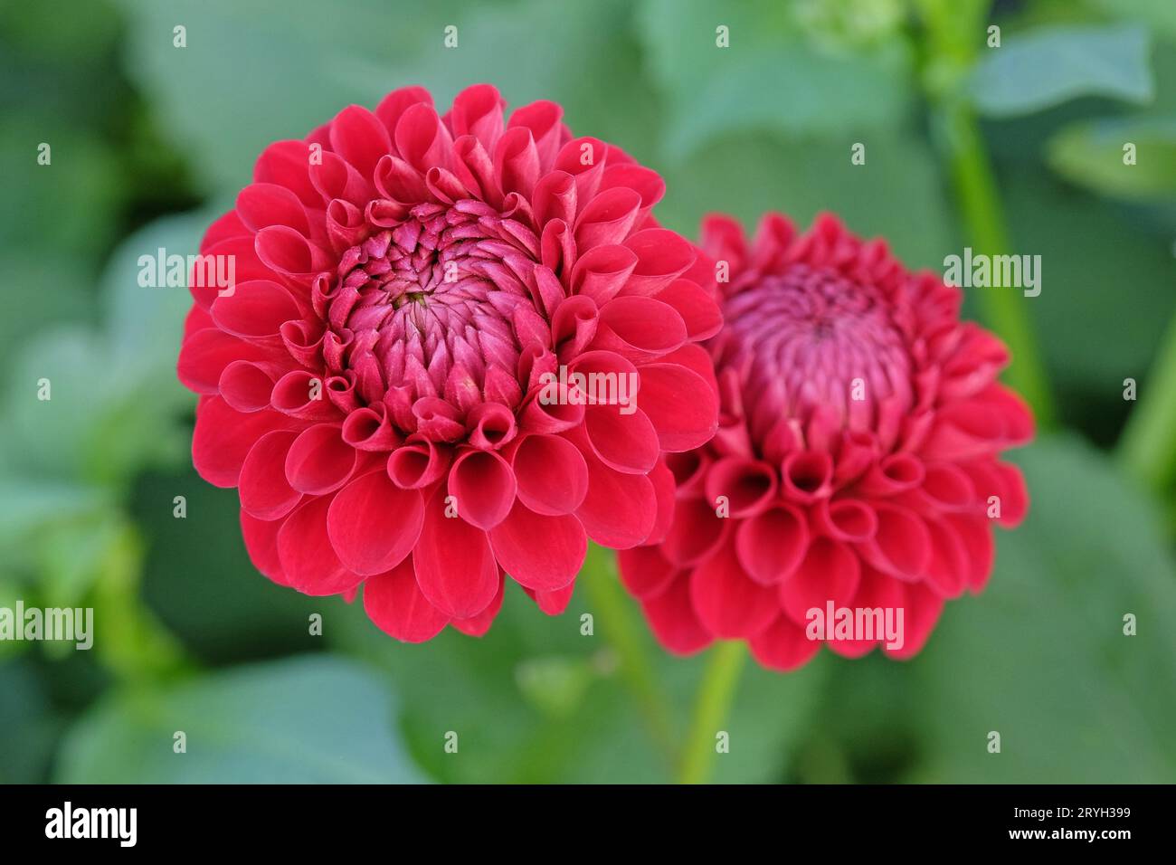 Boule pompon rouge vif dahlia ÔMiss Alana TrotaÕ en fleur. Banque D'Images