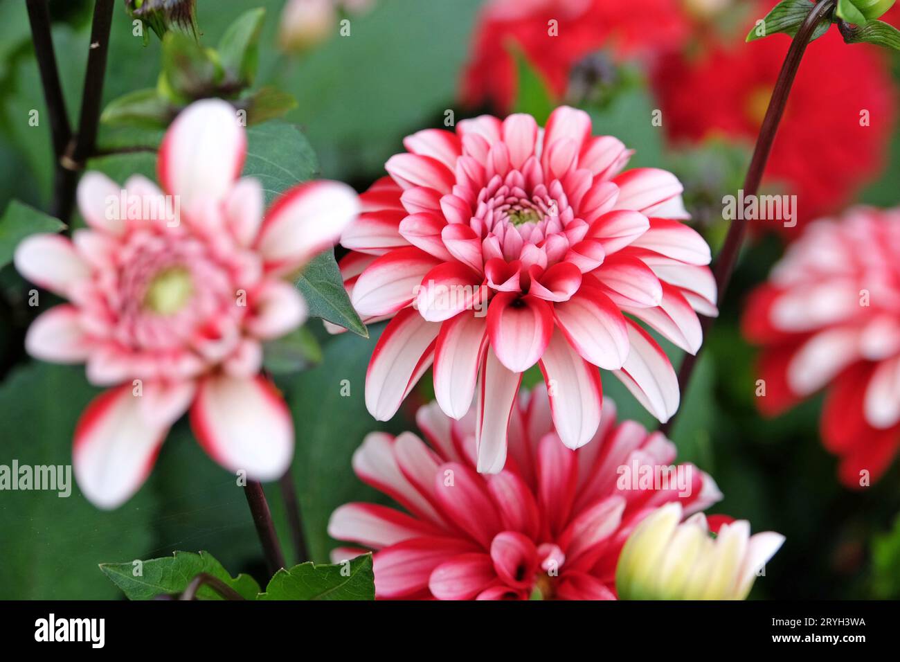 Dahlia semi double décoratif rouge et blanc 'Pacific Time' en fleur. Banque D'Images