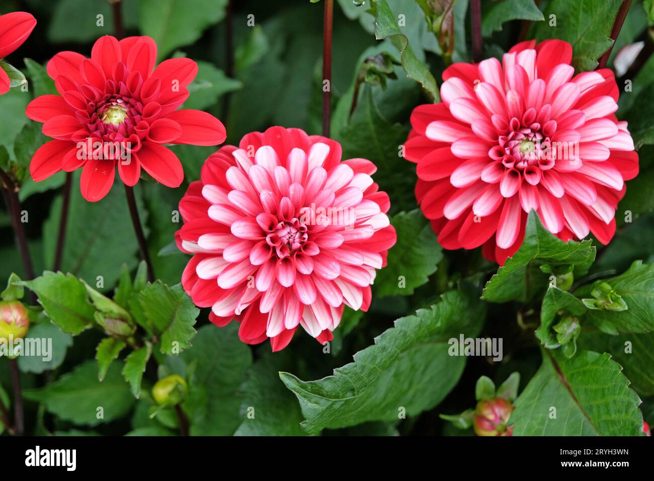 Dahlia semi double décoratif rouge et blanc 'Pacific Time' en fleur. Banque D'Images