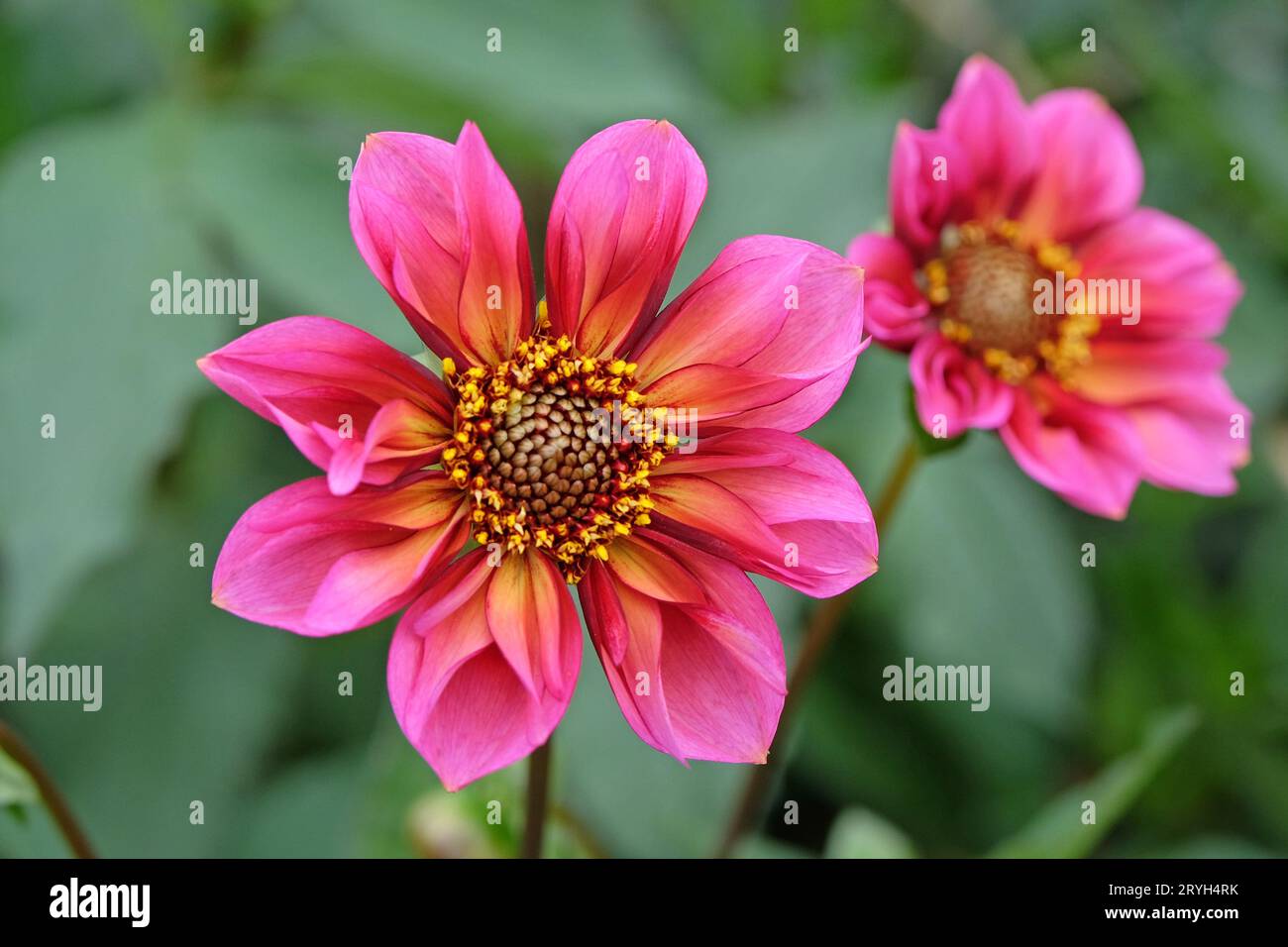 Collarette rose et orange Dahlia 'Princess Nadine' en fleur. Banque D'Images