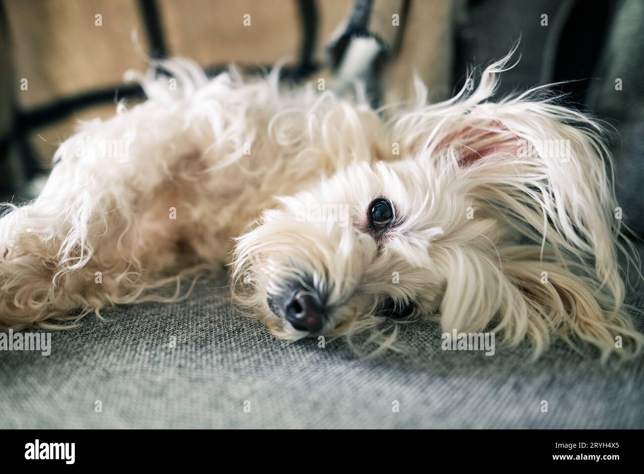 Mignon chien blanc allongé sur le canapé dans les rayons du soleil du matin à la maison Banque D'Images