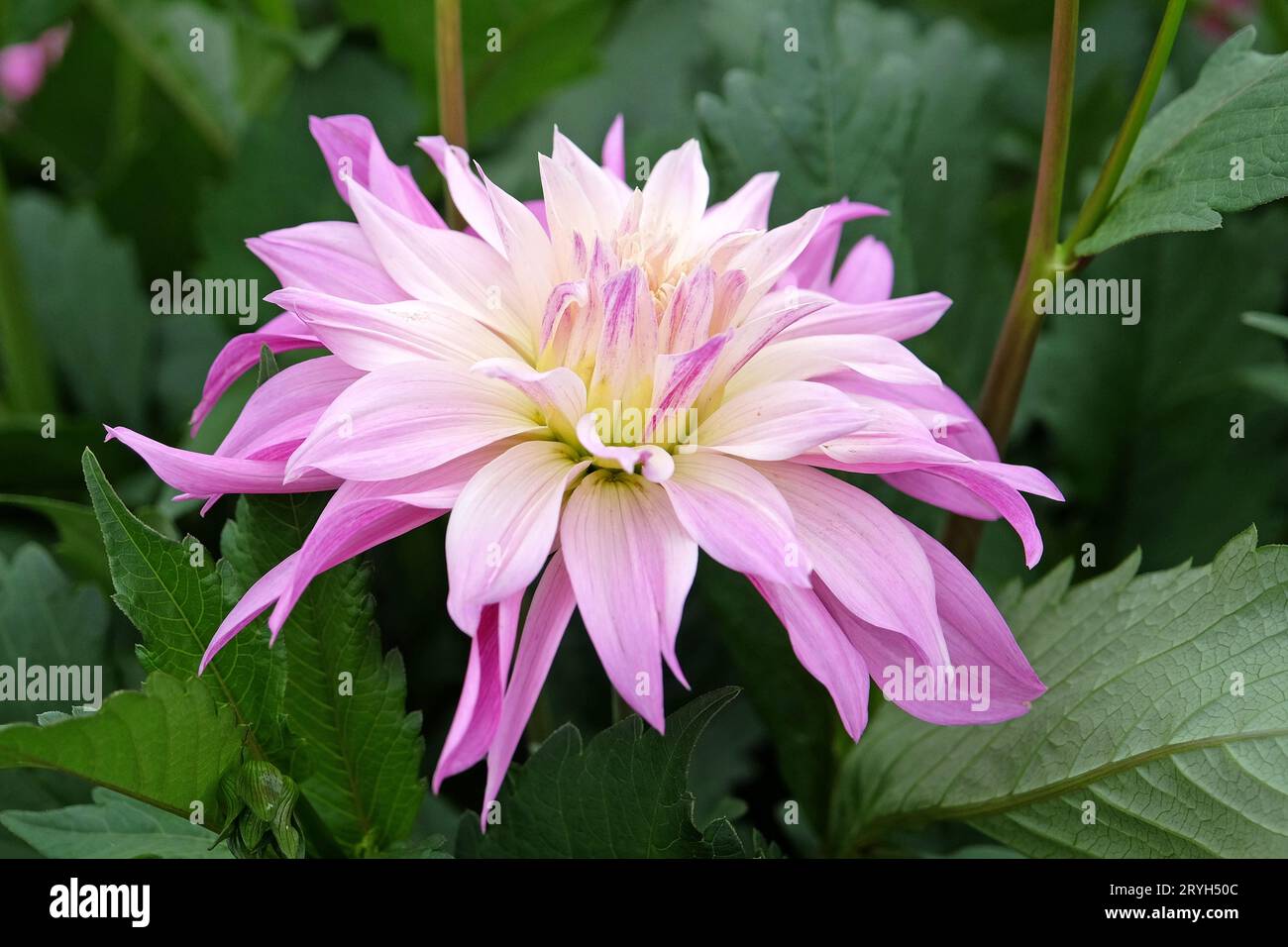 Lilas violet et crème assiette décorative dahlia 'Labyrinth Two Tone' en fleur. Banque D'Images