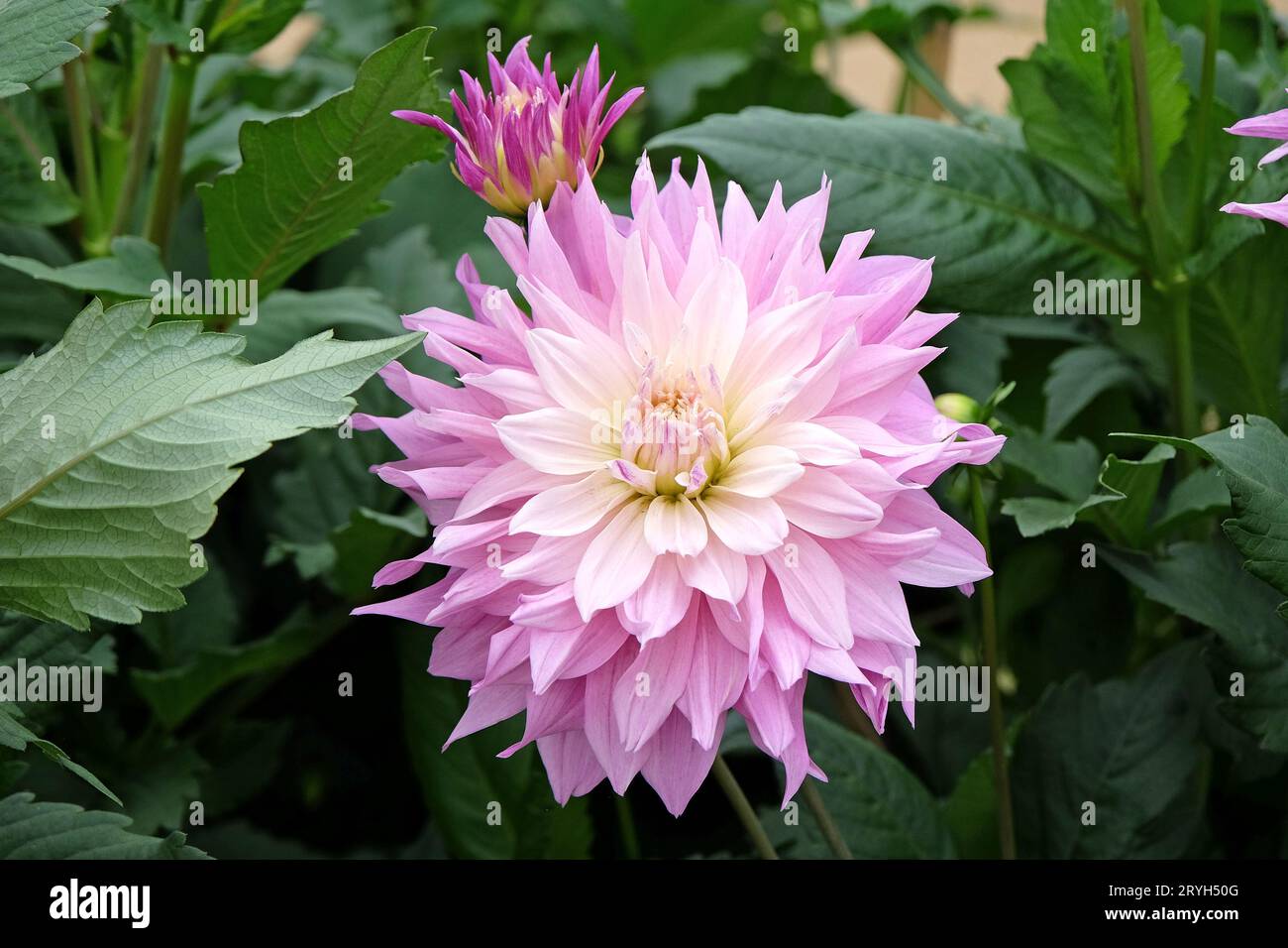 Lilas violet et crème assiette décorative dahlia 'Labyrinth Two Tone' en fleur. Banque D'Images