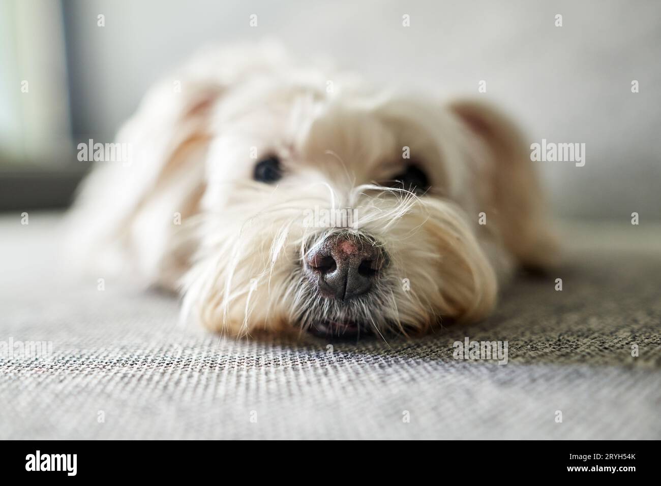 Gros plan photo de chien blanc drôle allongé sur le canapé Banque D'Images