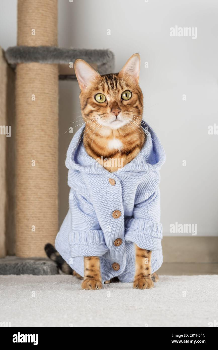 Chat rouge dans une veste sur le sol dans la chambre. Banque D'Images