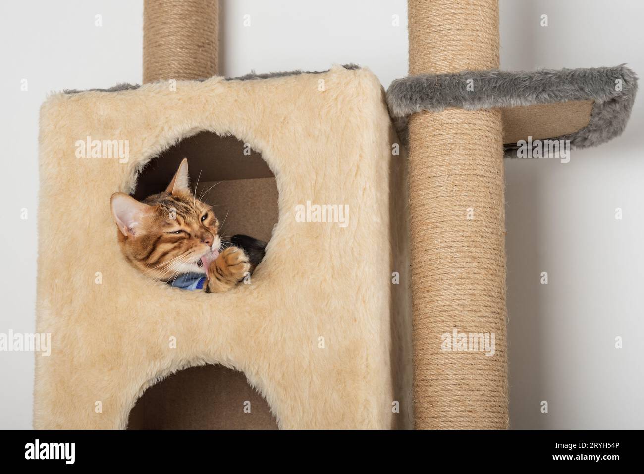 Chat Bengal en vêtements se repose dans une maison de chat. Banque D'Images