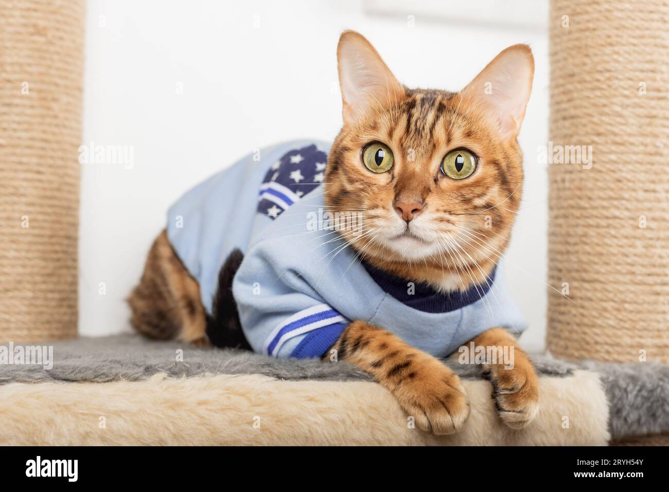 Chat Bengal dans les vêtements se trouve sur un poteau de grattage. Banque D'Images