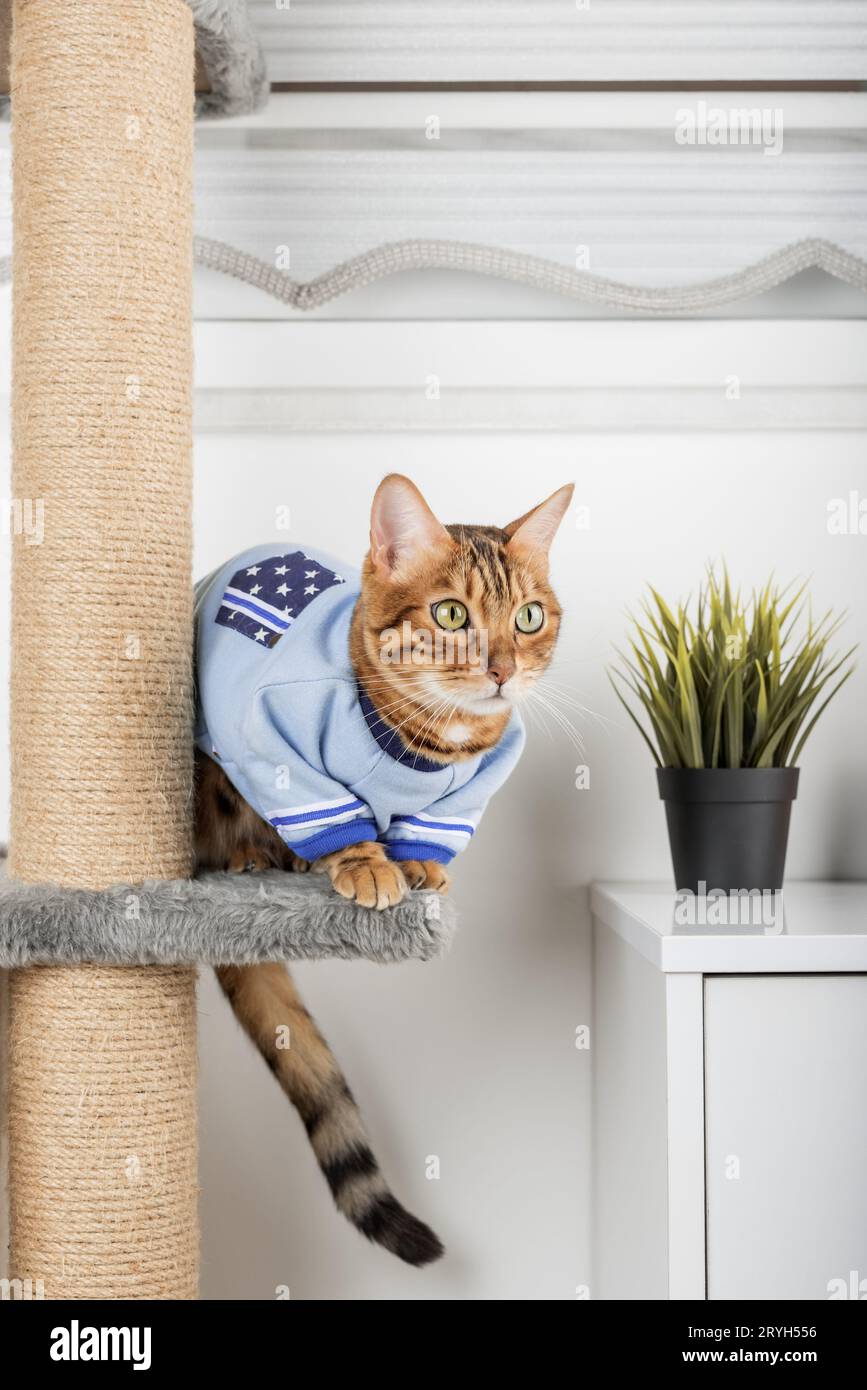Chat Bengal dans un pull sur un poteau de grattage. Banque D'Images