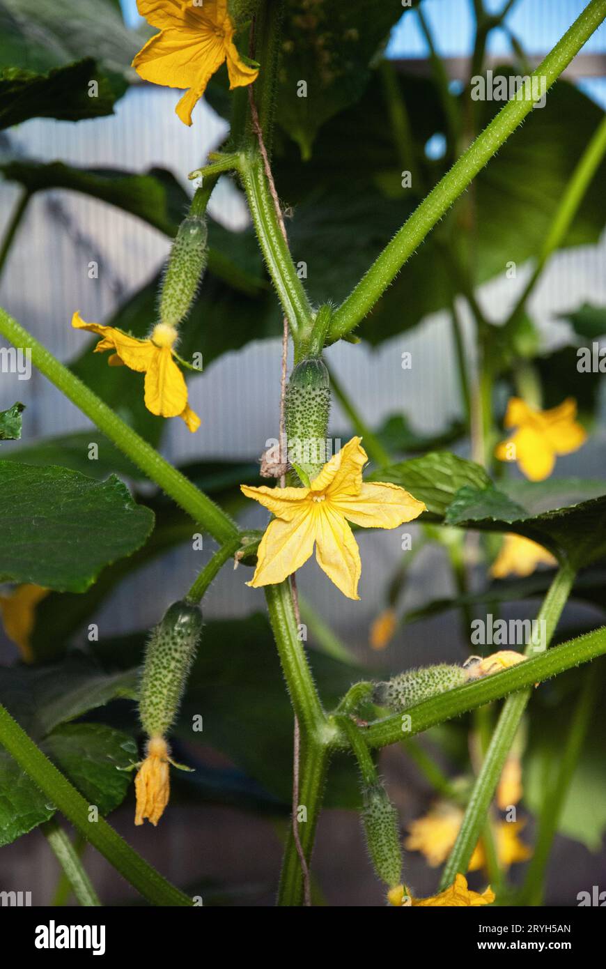 Concombre plante de vigne avec kukes et fleurs en serre Banque D'Images