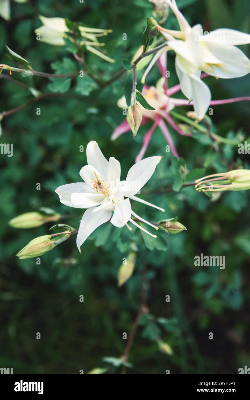 Columbine européenne, Aquilegia vulgaris, fleurs blanches dans le jardin de printemps Banque D'Images