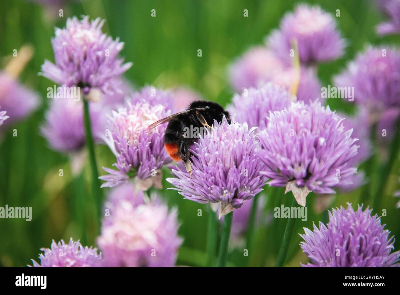Bumblebee recueille le nectar des fleurs Purple Chives, Allium schoenoprasum dans le jardin Banque D'Images
