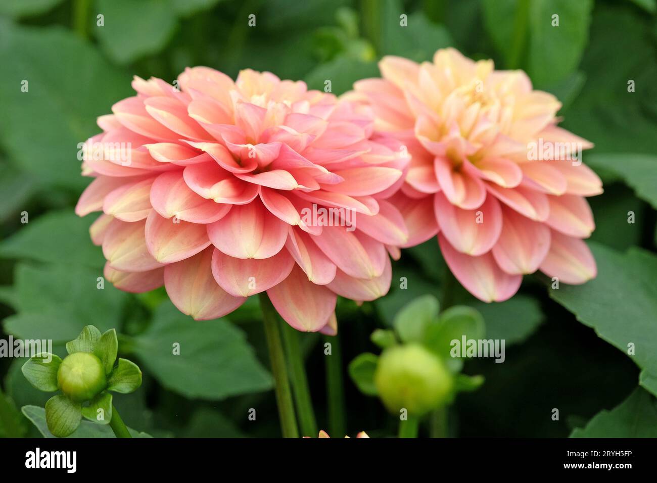 Nénuphars rose saumon Dahlia Milena Fleur en fleur. Banque D'Images