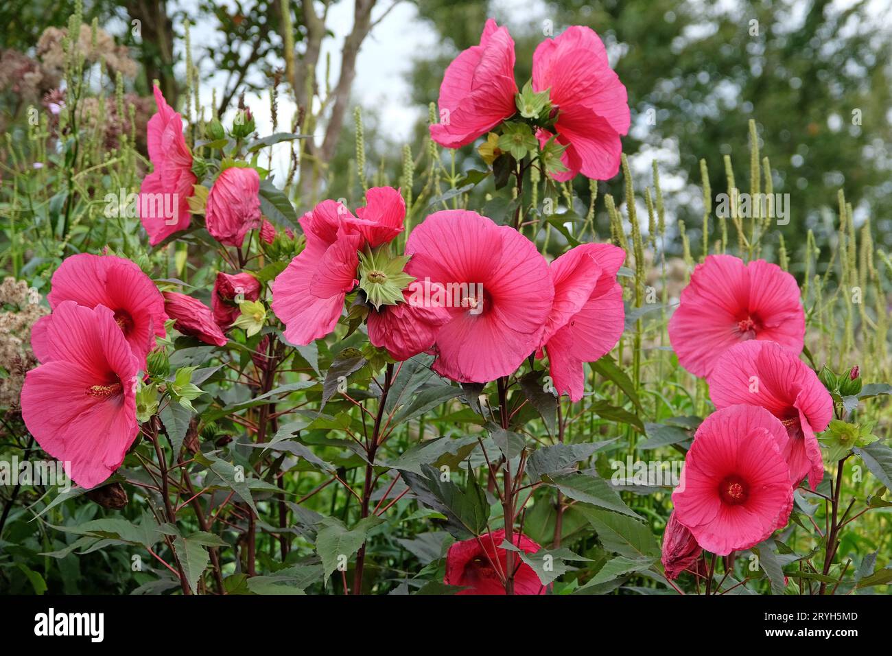 Hibiscus moscheutos rouge, ou mauve rose des marais, «Tangri» en fleur Banque D'Images