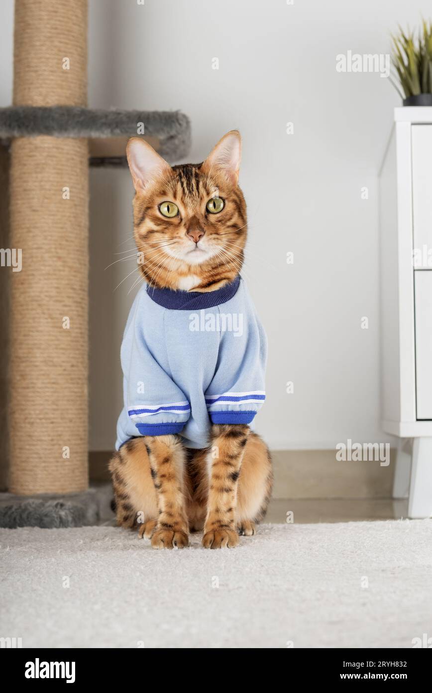 Chat rouge dans une veste sur le sol dans la chambre. Banque D'Images