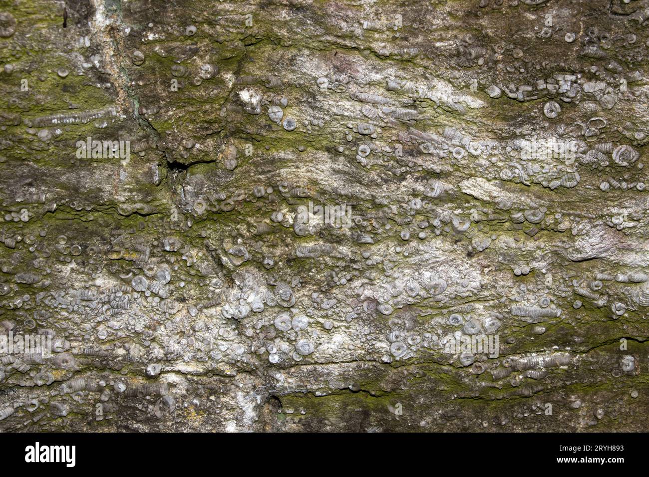 Lits de calcaire déposés il y a 340 millions d'années dans les mers tropicales peu profondes juste au sud de l'équateur. Les roches sont pleines de fragments de tige crinoïde. Banque D'Images