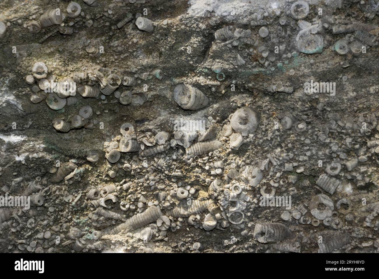 Les tiges de crinoïdes, ou lis de mer, se trouvent en amas denses dans les calcaires vieux de 340 millions d'années formés sur les fonds marins d'un océan tropical peu profond. Banque D'Images