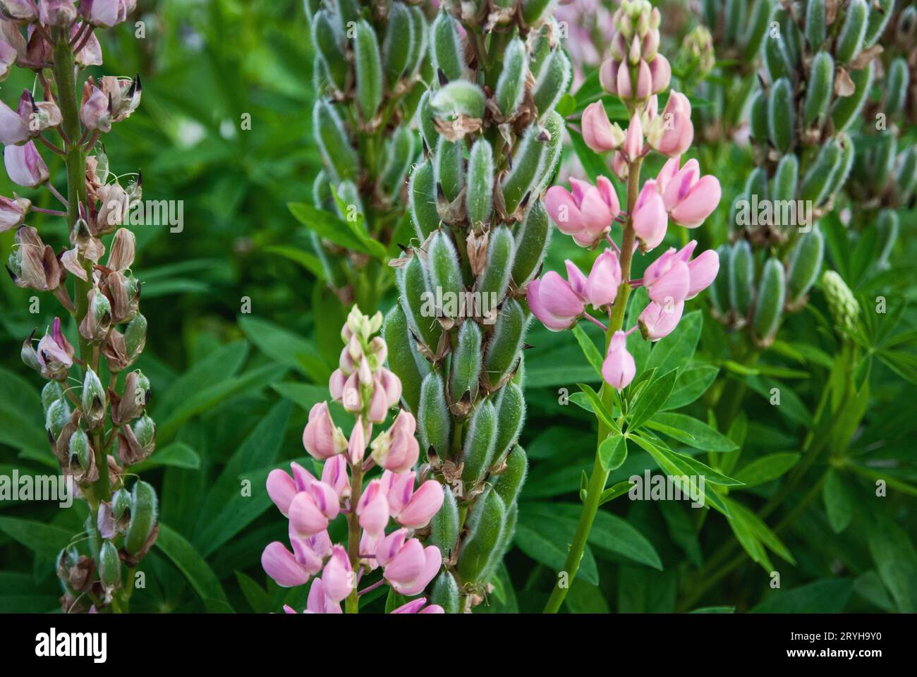 Plante lupin avec des gousses de graines et des fleurs roses, Lupinus polyphyllus dans le jardin Banque D'Images