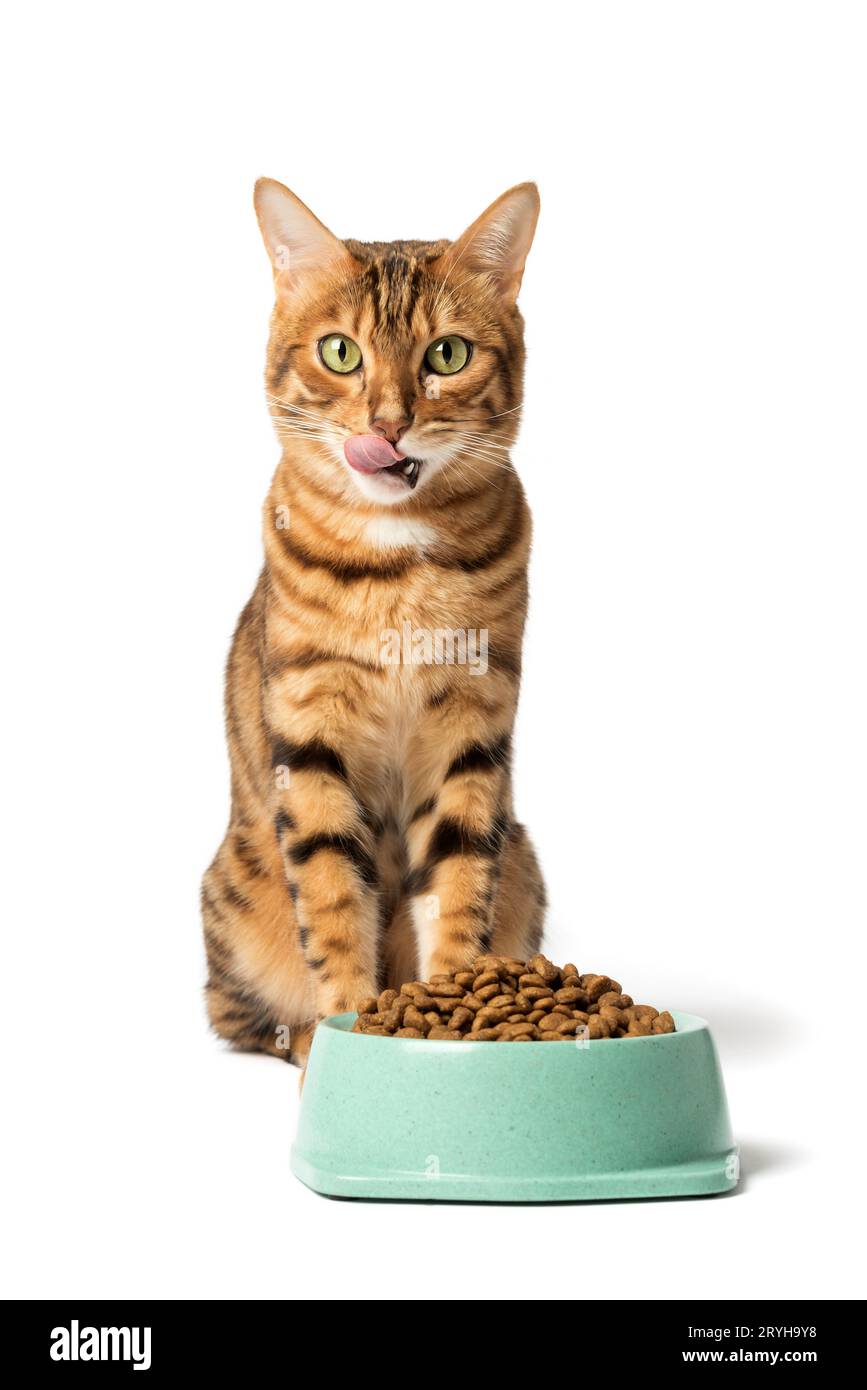 Un chat sur un fond blanc mange de la nourriture dans un bol Banque D'Images