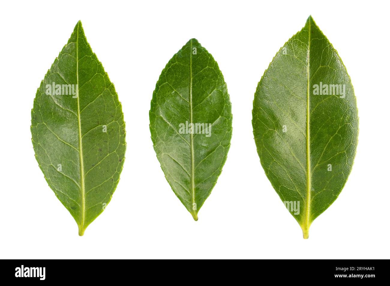 Ensemble de feuilles de camélia fraîches isolées sur fond blanc Banque D'Images