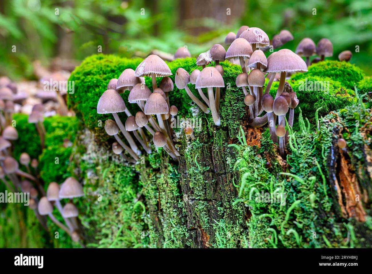 Grenaille horizontale de champignons sur la surface du bois de mousse Banque D'Images